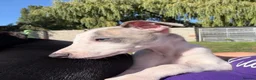 Whippet dogs for sale: Kennel Club Registered Whippet Pups Available  - Advert 14