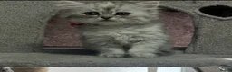 Persian cats for sale: Beautiful long haired Persian Kittens - Advert 20