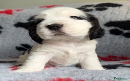 Cocker Spaniel dogs for sale: Show Cocker Puppies (KC Reg, AMS, PRA & FN CLEAR) - Image 24