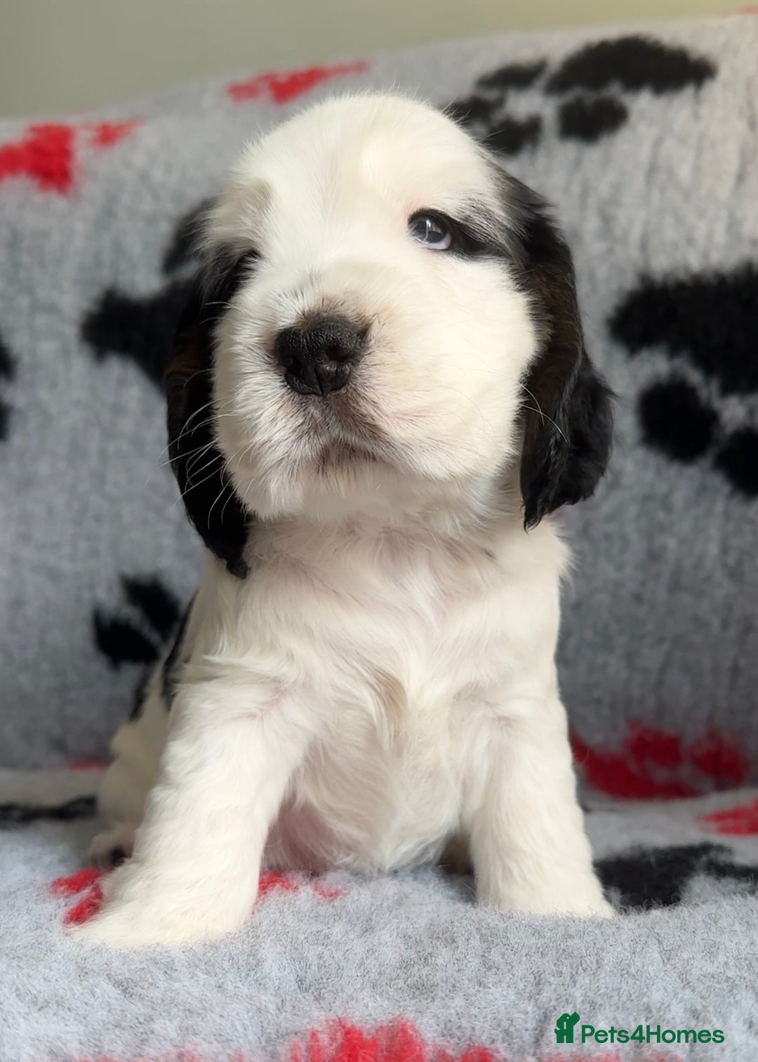 Cocker Spaniel dogs for sale: Show Cocker Puppies (KC Reg, AMS, PRA & FN CLEAR) - Image 24
