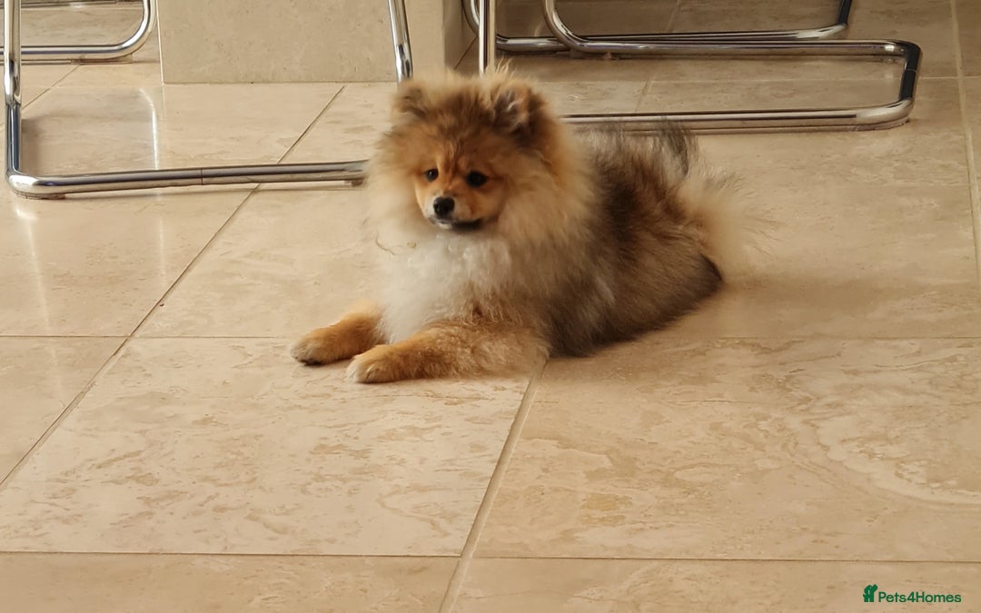 Pomeranian dogs for sale: Stunning Teddy purebreed Russian/Ukrainian poms in Basildon - Image 20