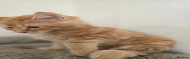 Maine Coon 3