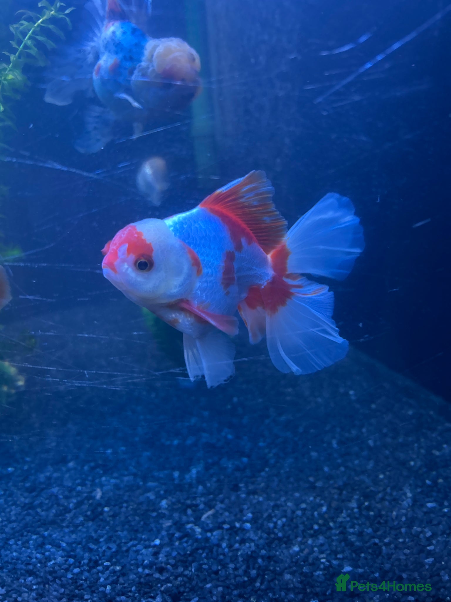 Fancy Goldfish fish Peacock Tail Oranda for rehoming  - Advert 3