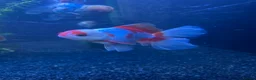 Fancy Goldfish fish for sale: Peacock Tail Oranda for rehoming  in Chatham - Advert 1