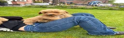 Cockapoo dogs for sale: Cockapoo Puppies!! 🐶  - Advert 24