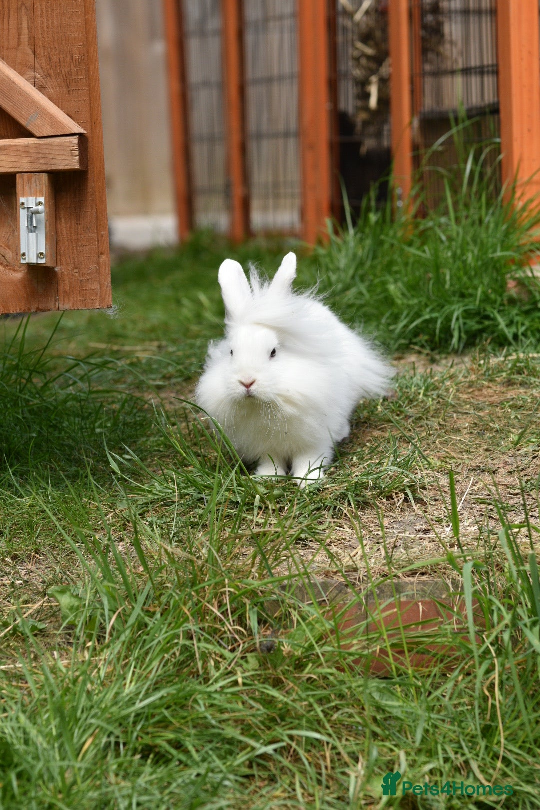 Mixed Breed rabbits for sale: 6 Month Old Lionhead x Angora Does - Image 4