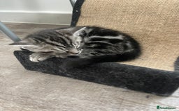 British Shorthair cats for sale: 2 beautiful British shorthair kittens for sale  - Image 8
