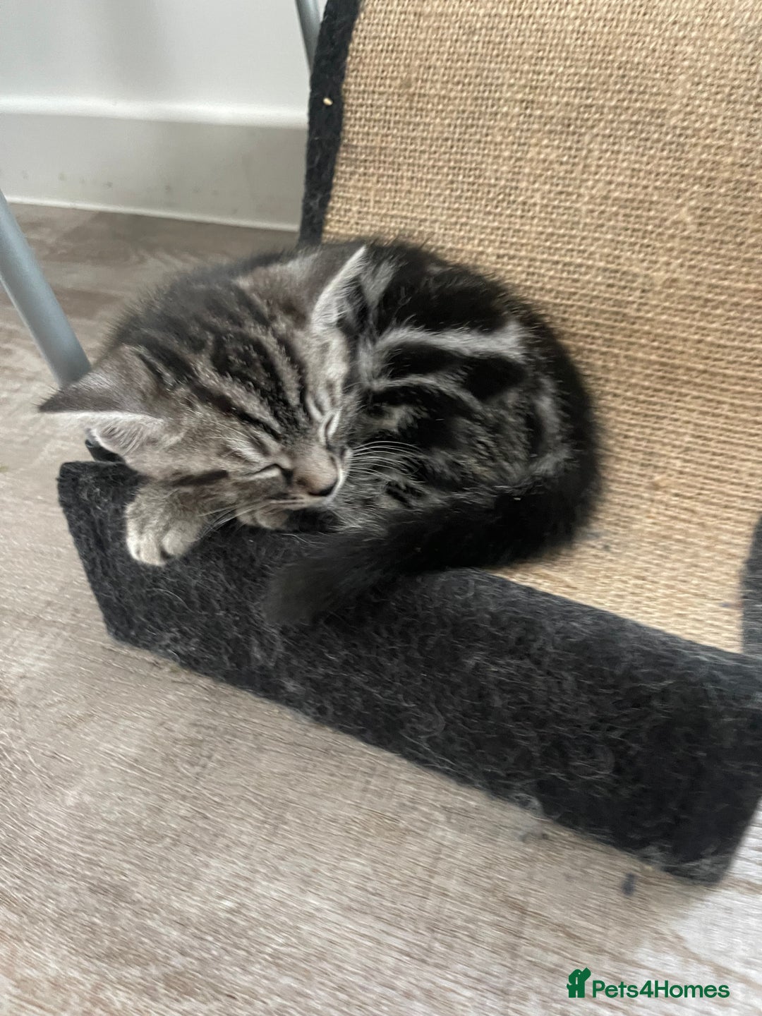 British Shorthair cats for sale: 2 beautiful British shorthair kittens for sale  - Image 8