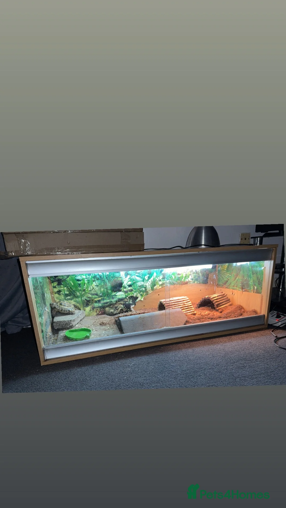 Tortoise reptiles for sale: Tortoise  in Wigan - Advert 2