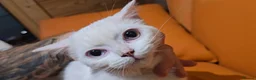Munchkin cats for sale: Munchkin kittens odd-eyed - Advert 3