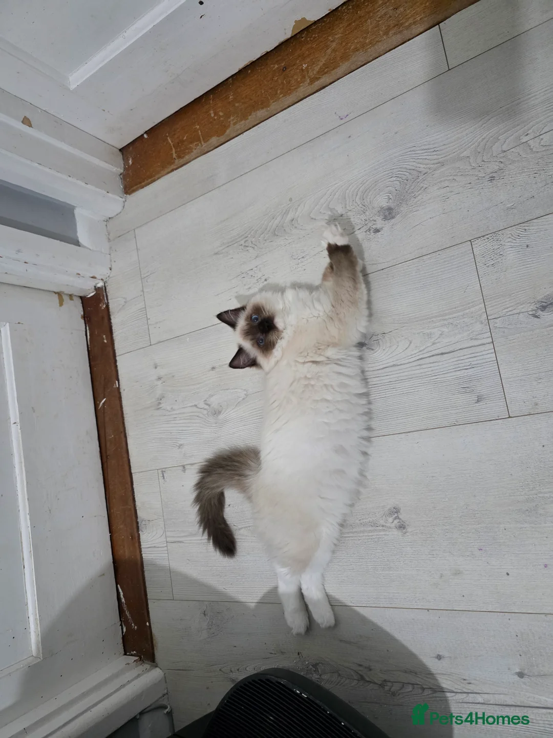 Ragdoll cats for sale: 2 GCCF REGISTERED SISTERS - Advert 4