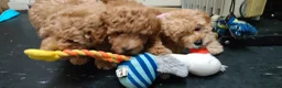 Miniature Poodle dogs for sale: 🐾 Adorable  Poodle Puppies for Sale! 🐾 - Advert 3