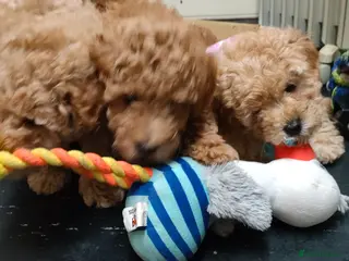 Miniature Poodle dogs 🐾 Adorable Poodle Puppies for Sale! 🐾 - Advert 2