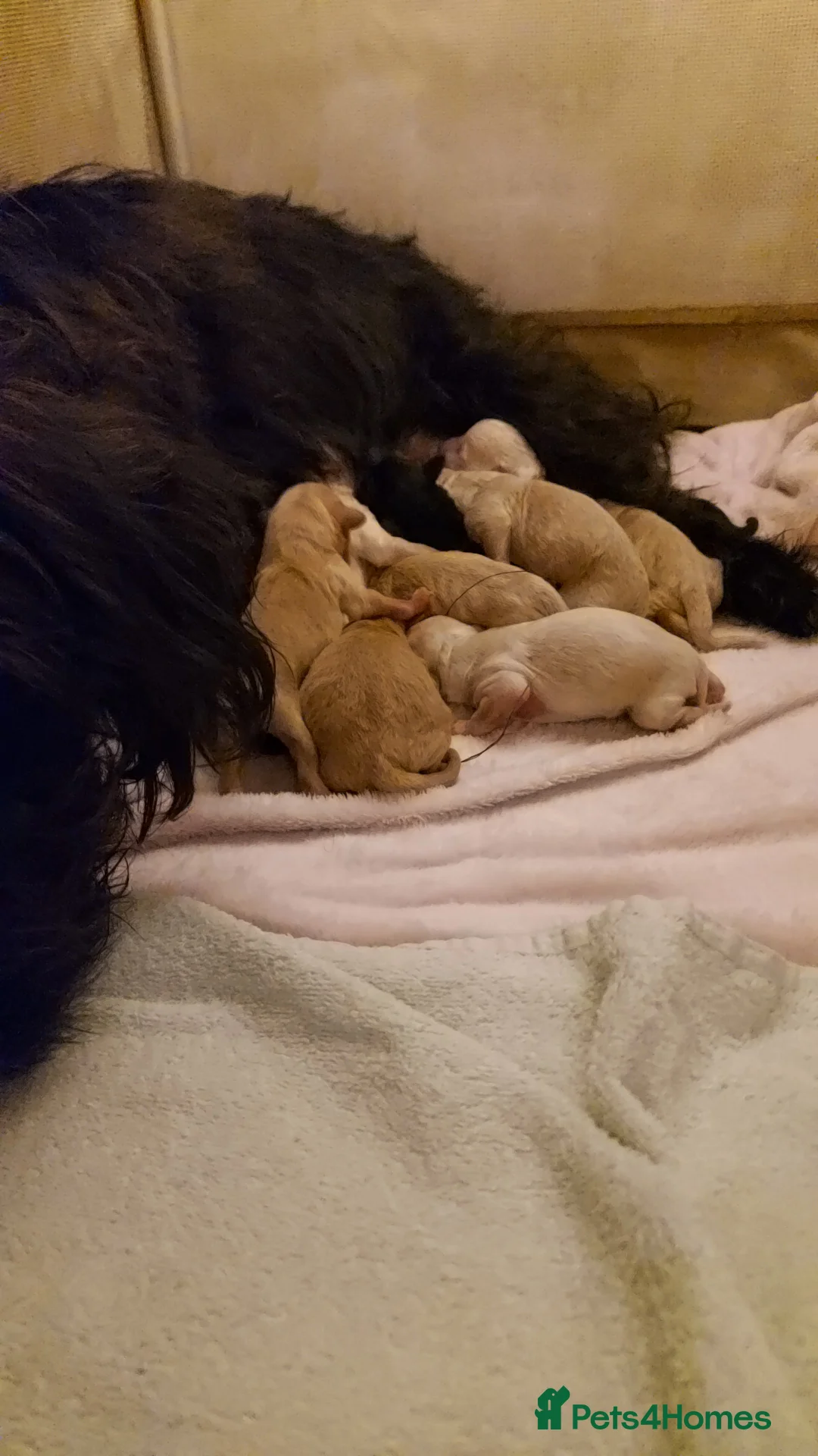 Jackapoo dogs for sale: Jackapoo puppies - Advert 22