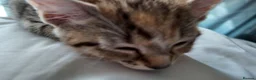 Mixed Breed cats for sale: 🐱 3 Beautiful Friendly Tabby Kittens in Milton Keynes - Advert 3