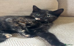 Mixed Breed cats for sale: Last girl left 🐈‍⬛ ready to leave  - Image 2