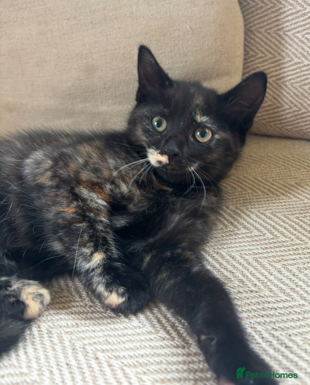 Mixed Breed cats for sale: Last girl left 🐈‍⬛ ready to leave  - Image 2