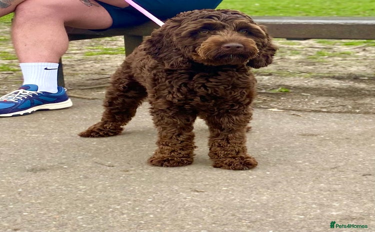 Cockapoo dogs - Advert 5