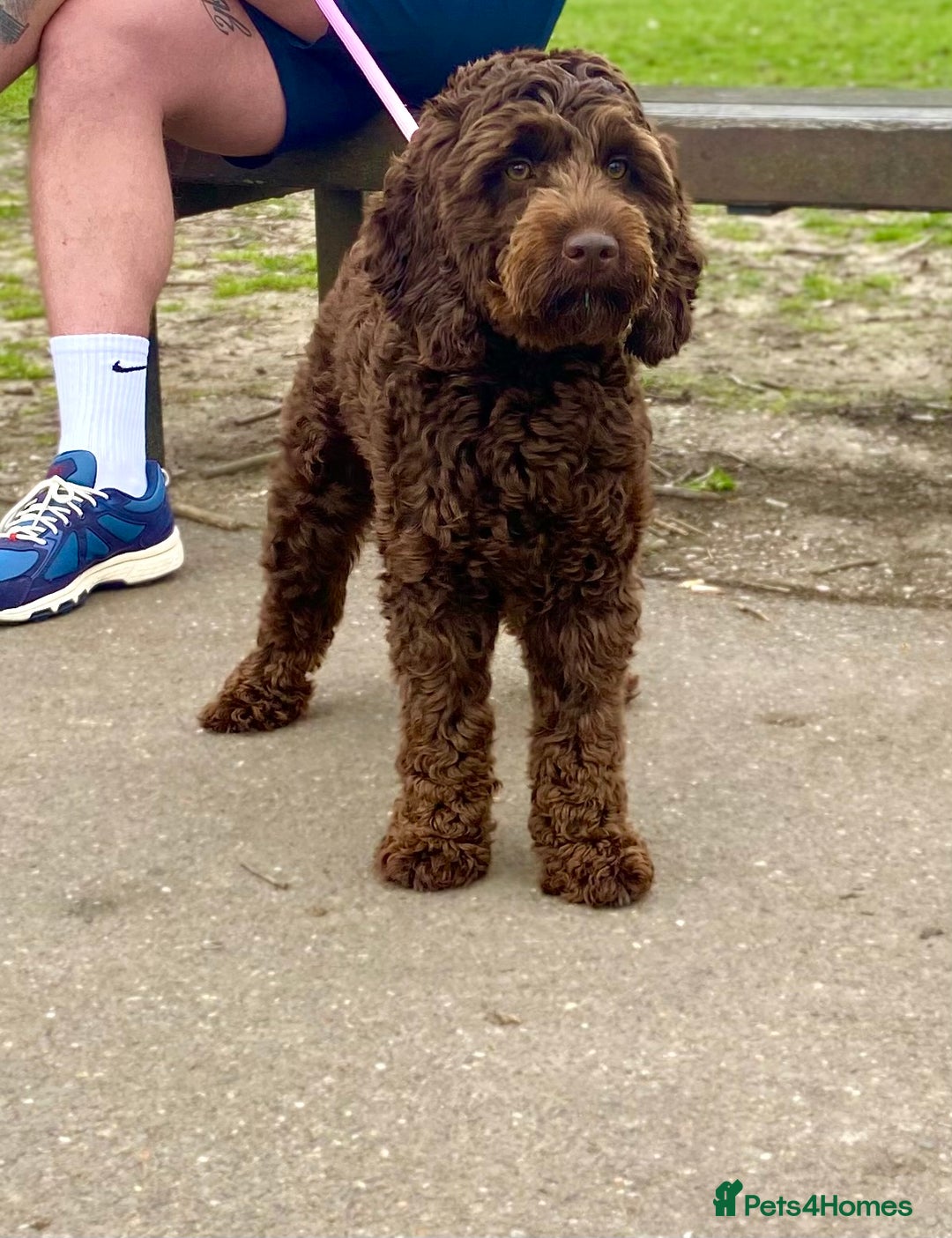 Cockapoo dogs for sale: Female 14 month old cockapoo  - Image 1