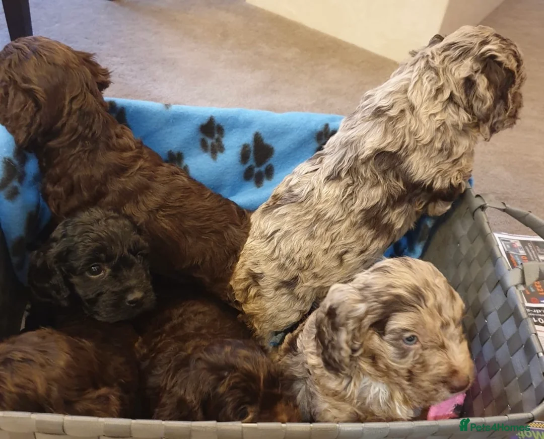 Poodle dogs for stud: Stunning Well Proven Miniature Merle Poodle in Newcastle - Advert 4