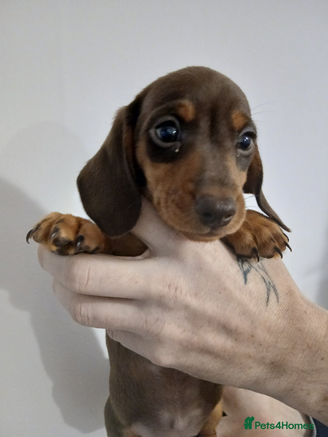 Dachshund dogs for sale: Mini Dachshund Puppies - Advert 16