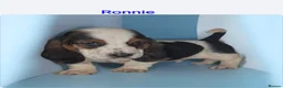 Basset Hound dogs for sale: KC REGISTERED BASSET HOUNDS  - Advert 5