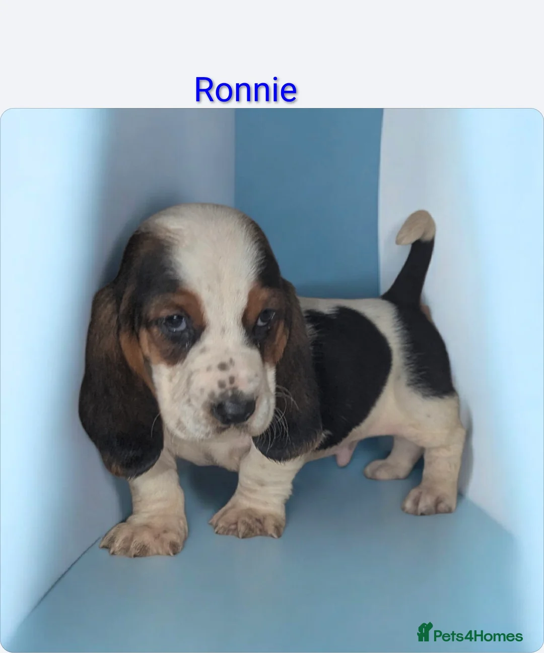 Basset Hound dogs for sale: KC REGISTERED BASSET HOUNDS  - Advert 5