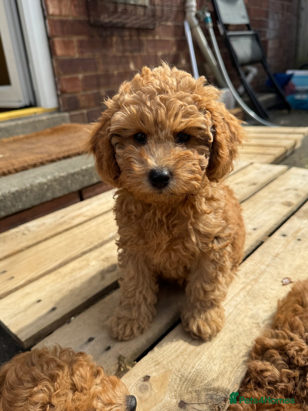 Toy Poodle dogs for sale: 🐶 Toy Poodle Puppy Girl–Ready for the home! - Image 22