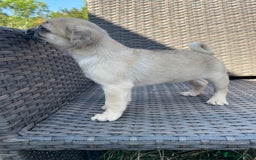 Pug dogs for sale: Pug Puppies  - Image 8