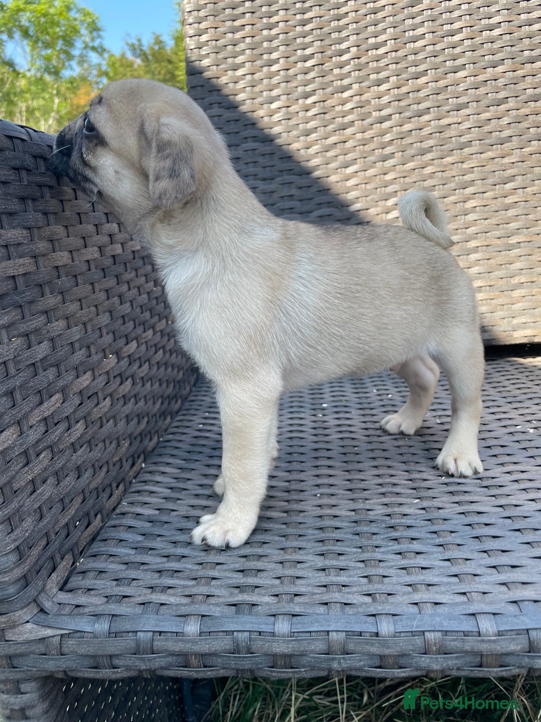 Pug dogs for sale: Pug Puppies  - Image 8