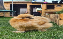 Hens poultry for sale: Egg Laying 7 Hens - Image 9