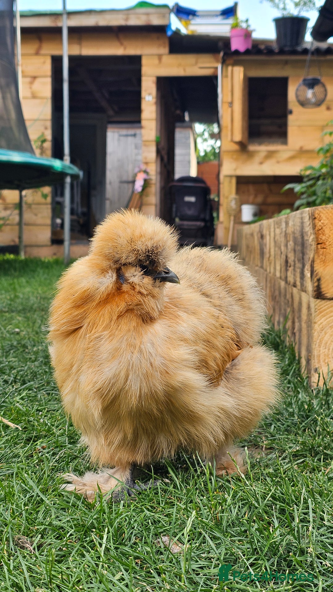 Hens poultry for sale: Egg Laying 7 Hens - Image 9