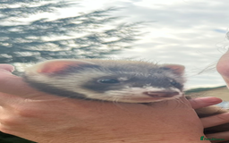 Ferret rodents for sale: Ferret kits for sale - Image 3