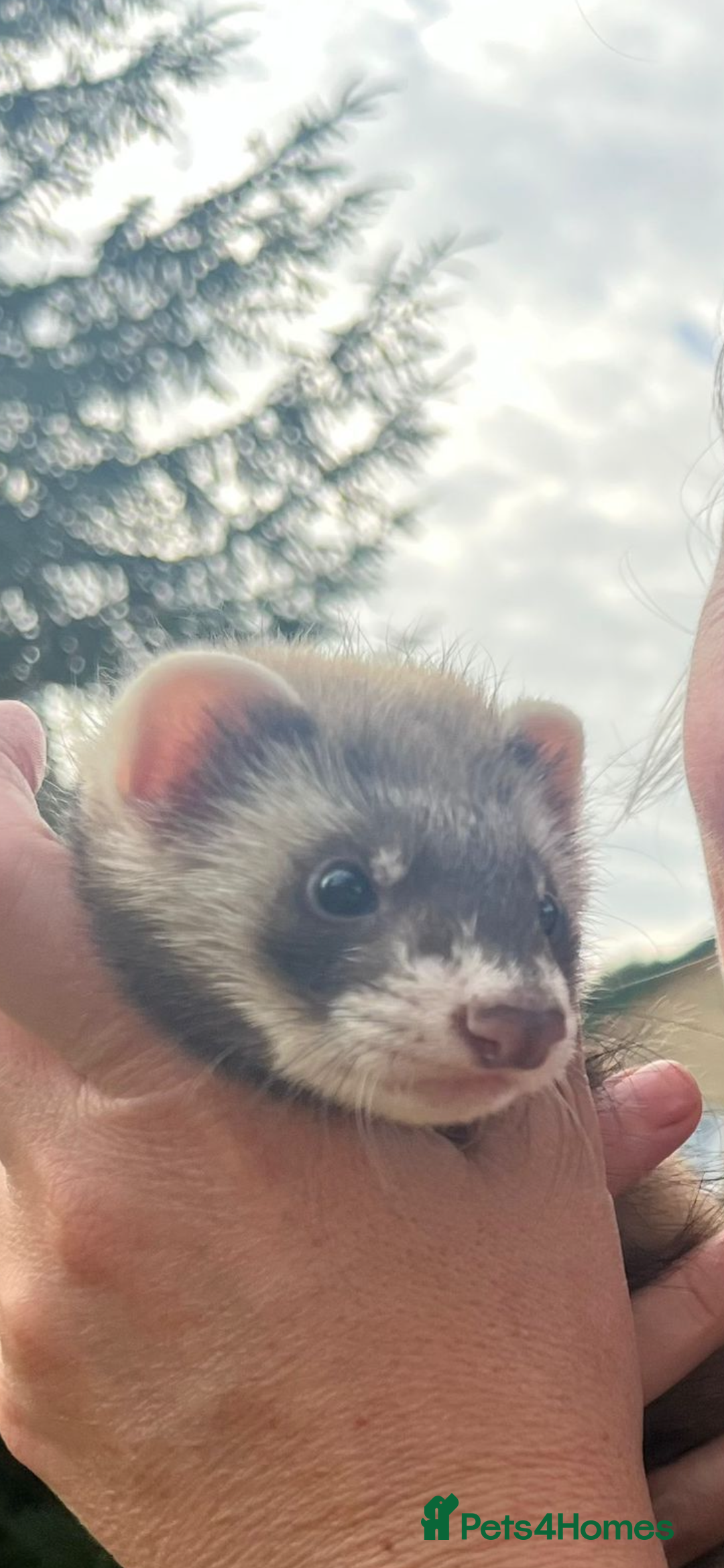 Ferret rodents for sale: Ferret kits for sale - Image 3