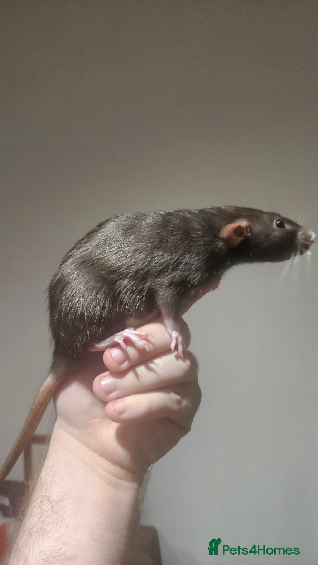 Rat rodents for sale: FREE DUMBO RATS + CAGE - Image 5