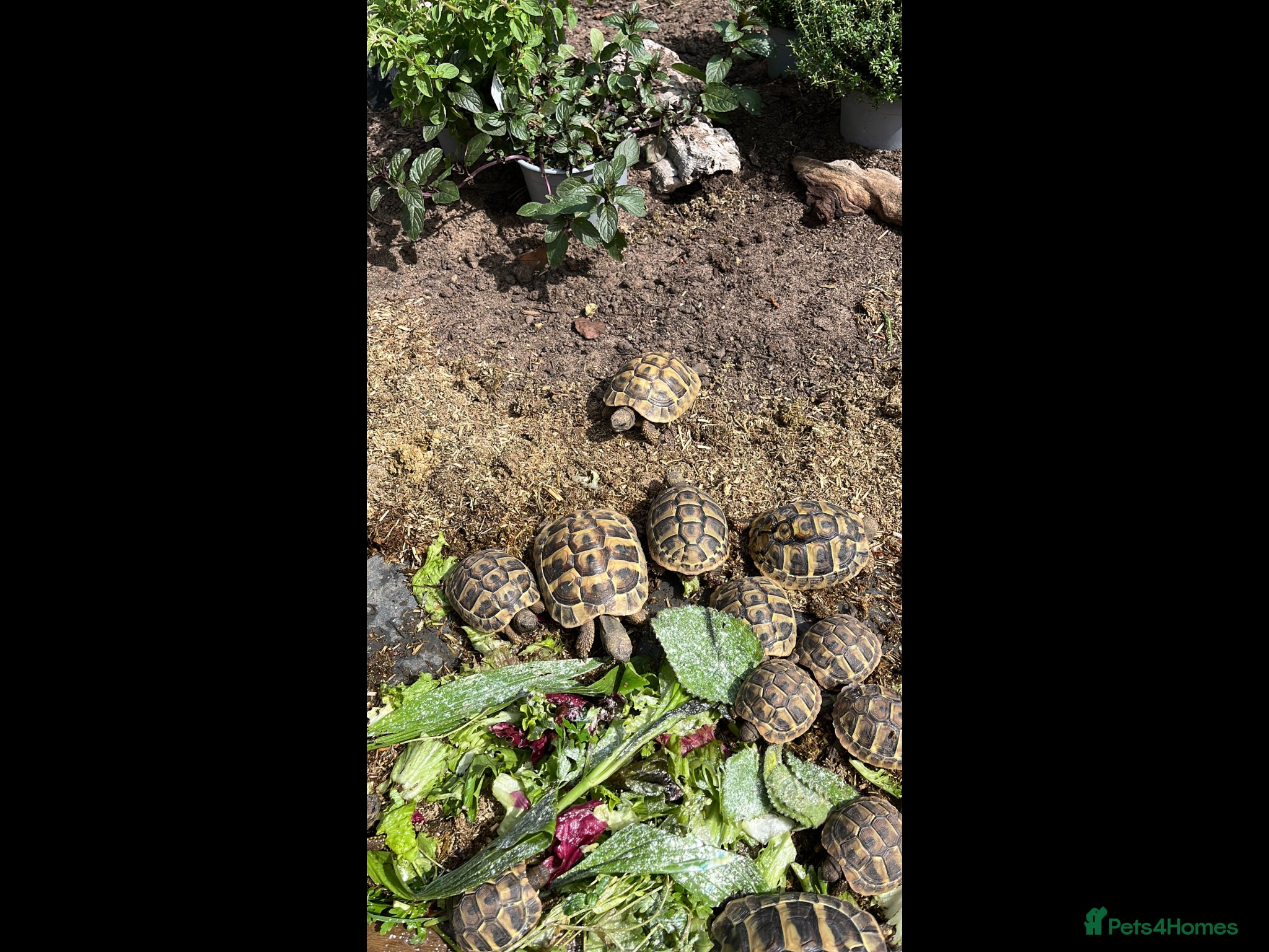 Tortoise reptiles Stunning baby Hermann Tortoises CB in the UK - Advert 2