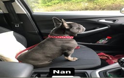 French Bulldog dogs for stud: Tiny lilac and tan stud £300 - Image 18