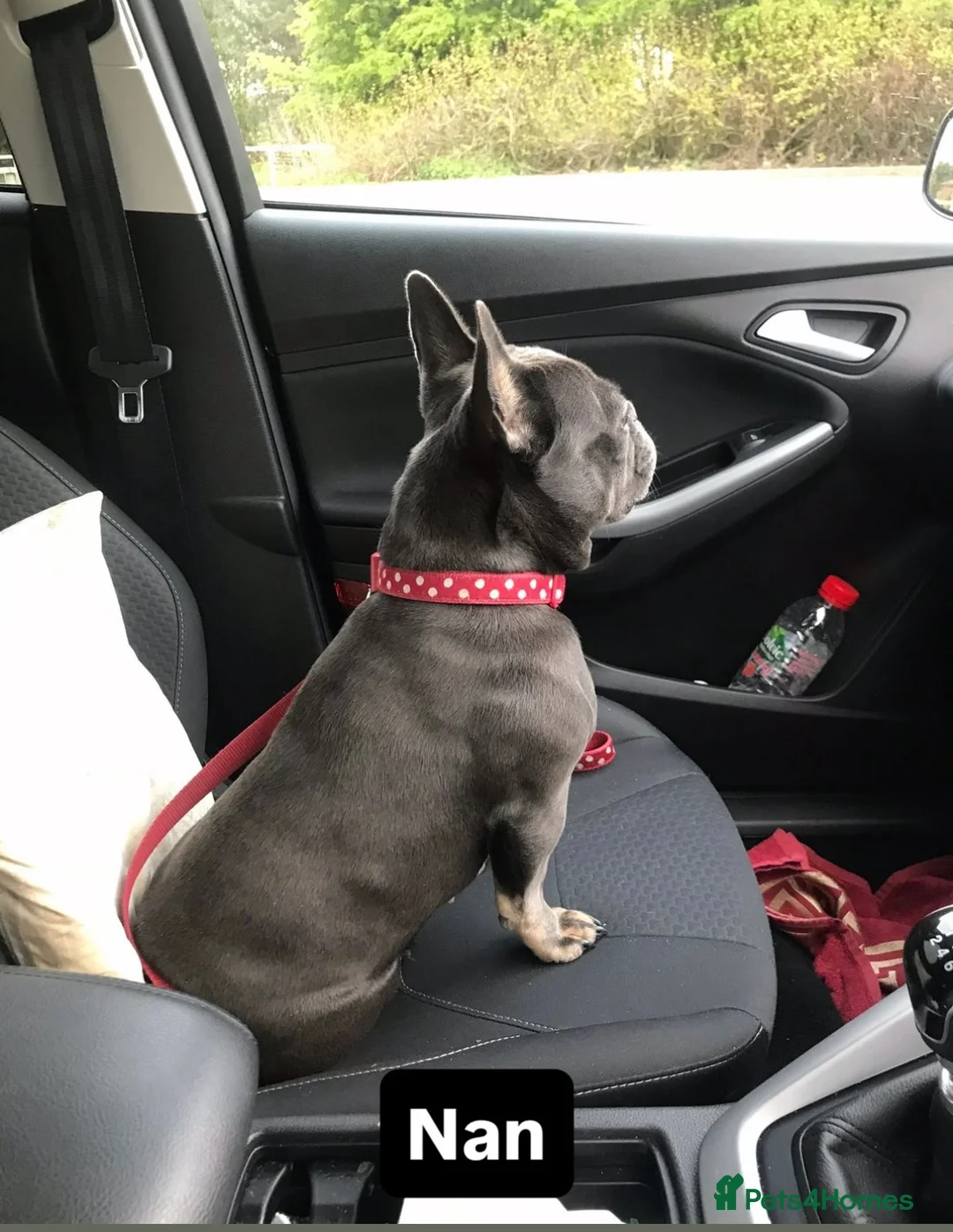 French Bulldog dogs for stud: Tiny lilac and tan stud available - Advert 18