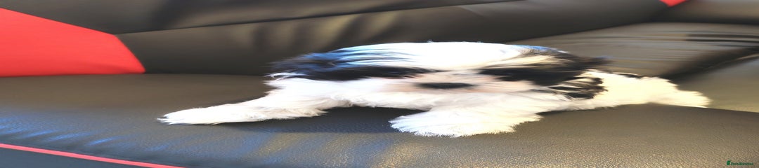 Shih Tzu Puppy 2