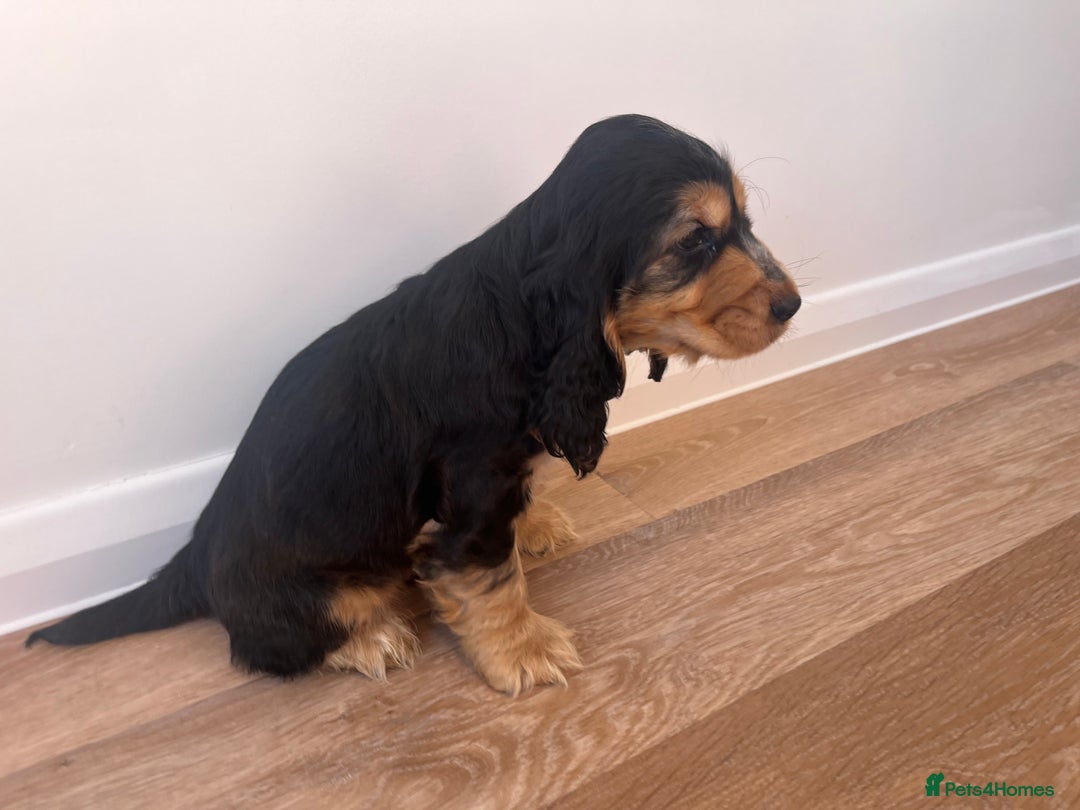 Cocker Spaniel dogs for sale: Show type cocker spaniel  - Image 8