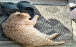 Mixed Breed cats for sale: Mimi. - Image 4