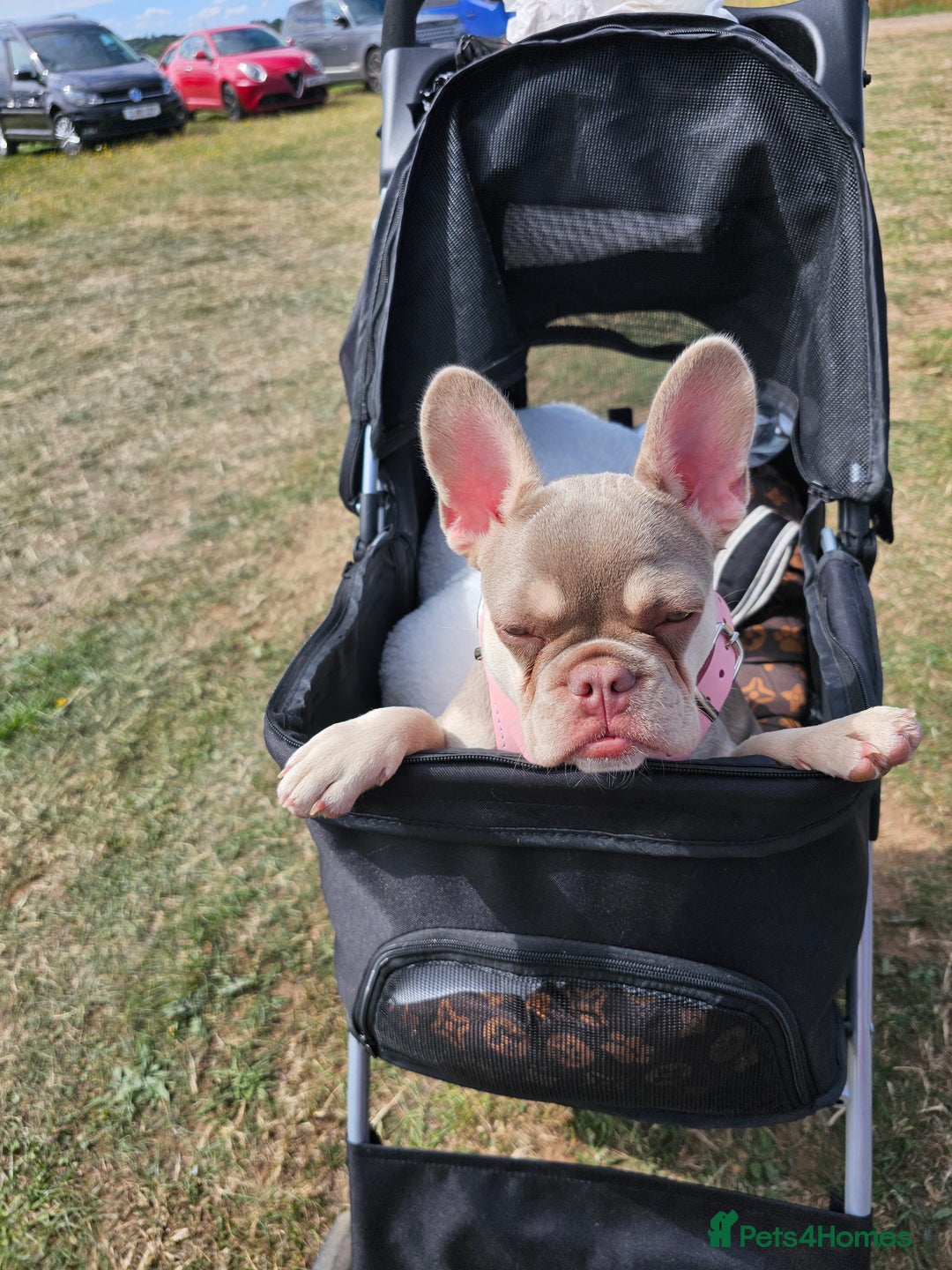French Bulldog dogs for sale:  KC.French bulldog girl new shade isabella  - Image 10