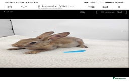 Rex rabbits for sale: 4 lovely friendly mini rex boys - Image 4