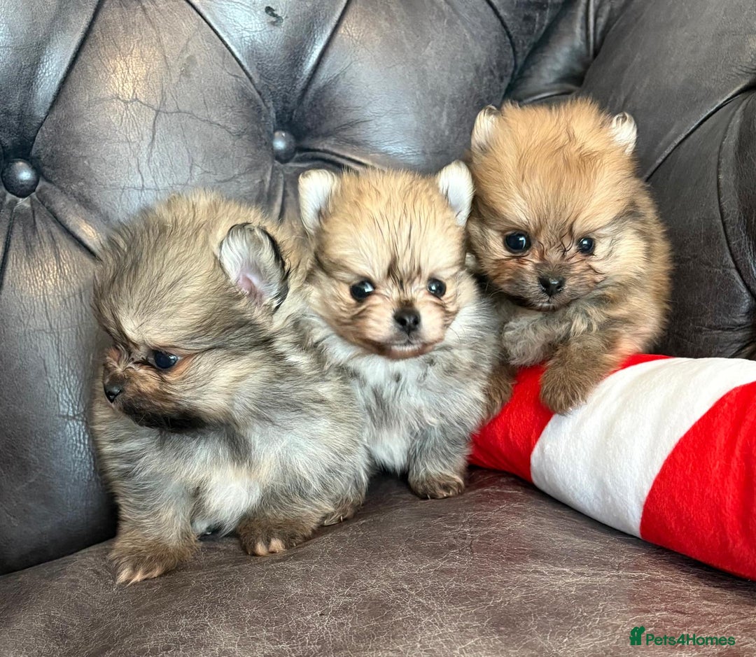 Pomeranian dogs for sale: Amazing KC pom puppies. Really tiny  - Advert 3