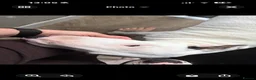 English Bull Terrier dogs for sale: 5 MONTH OLD English bull terrier  - Advert 2