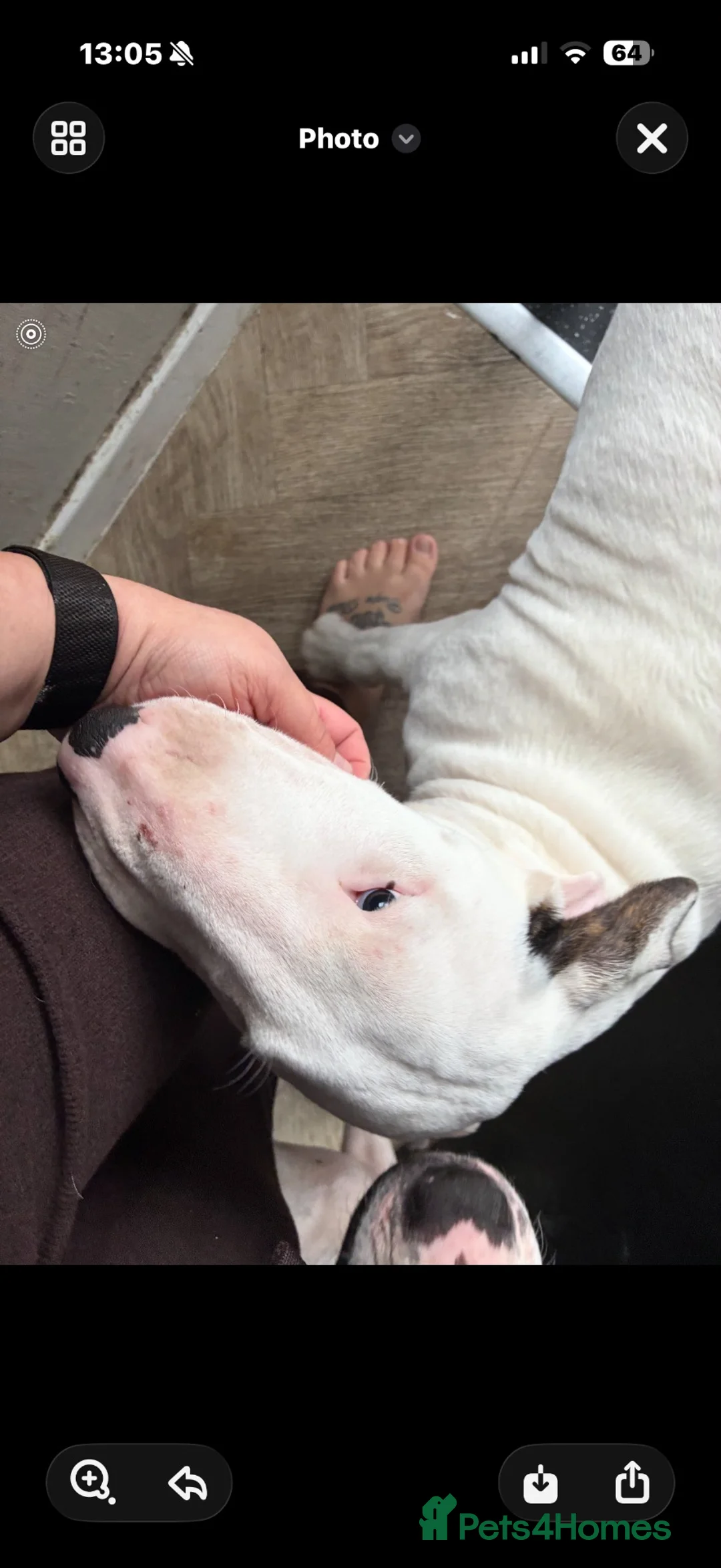 English Bull Terrier dogs for sale: 5 MONTH OLD English bull terrier  - Advert 2