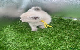 British Shorthair cats for sale: BRITISH SHORT HAIR LILAC KITTENS  - Advert 14