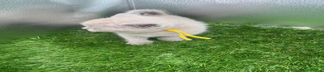 British Shorthair Kitten 5