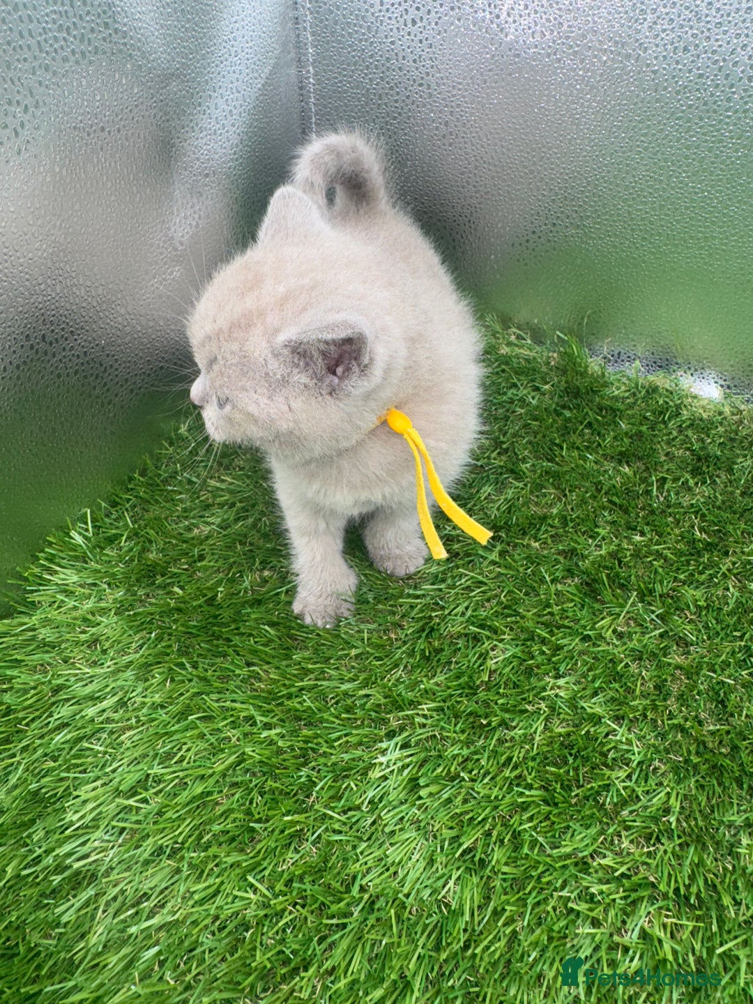 British Shorthair cats for sale: BRITISH SHORT HAIR LILAC KITTENS  - Advert 14