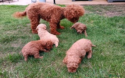 Toy Poodle dogs for sale: Charming Toy Poodle Puppies - Image 6